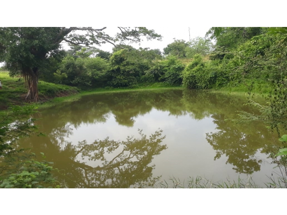 VENDO FINCA EN LA VIA A´PLANETA RICA CORDOBA — foto 3