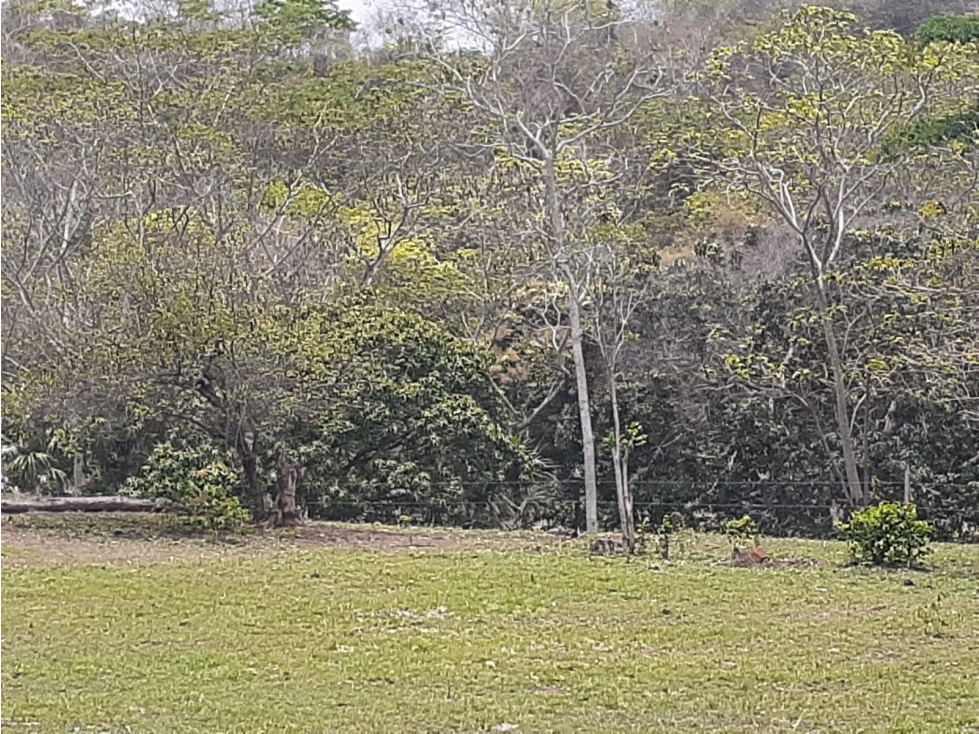 VENDO FINCA EN CIENAGA DE ORO CORDOBA - 2