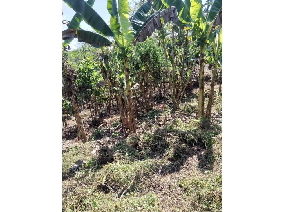 VENDO LOTE CAMPESTRE EN EL FARO 1 VIA A GUAS NEGRAS — foto 2