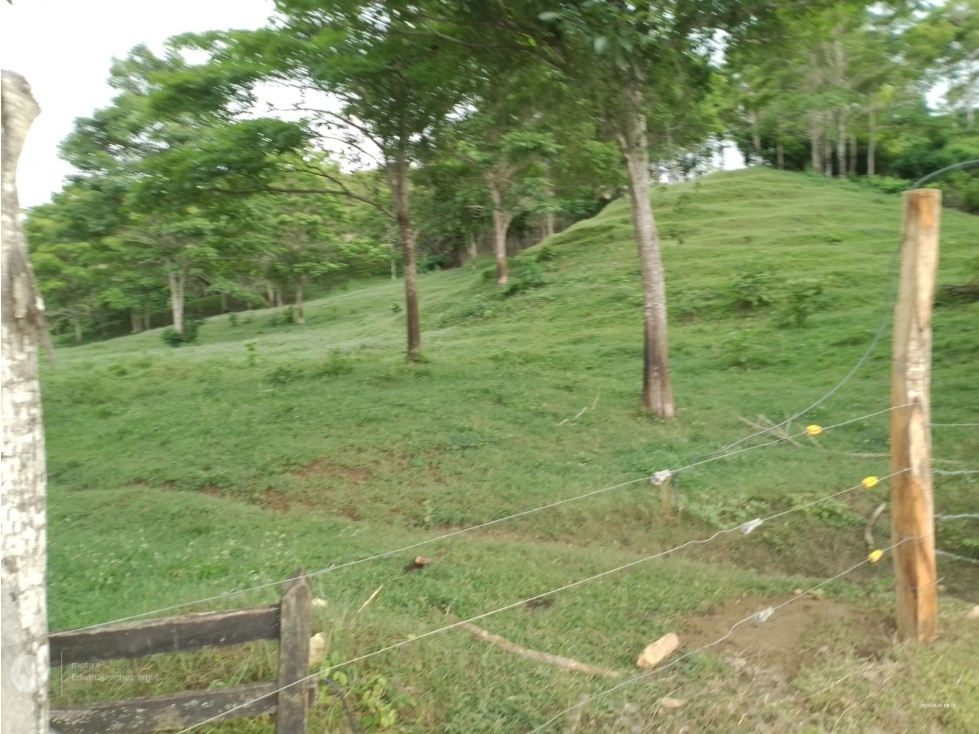 VENDO FINCA EN AYAPEL CORDOBA COLOMBIA - 2