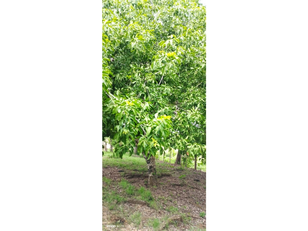 EN VENTA LOTE EN BESITO VOLAO SABANAL MONTERIA CORDOBA — foto 3