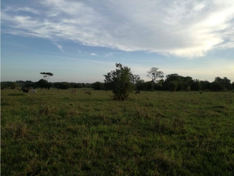 VENDO FINCA EN PUEBLO NUEVO CORDOBA COLOMBIA - 5