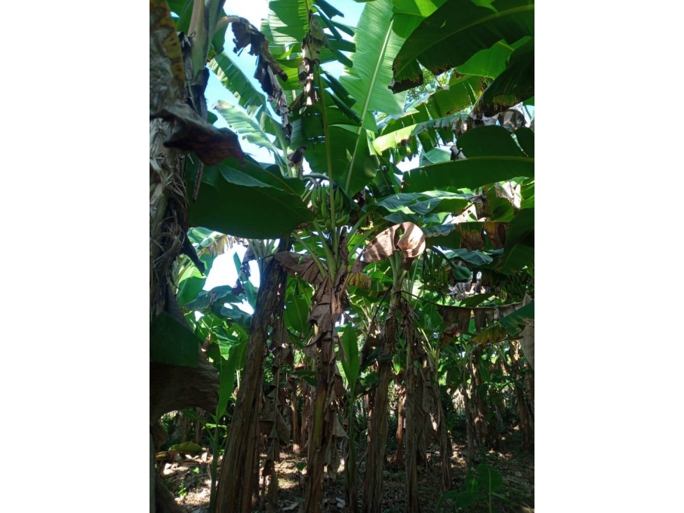 LOTE EN VENTA EN LA VIA AGUAS NEGRAS MONTERÍA CÓRDOBA COLOMBIA — foto 3