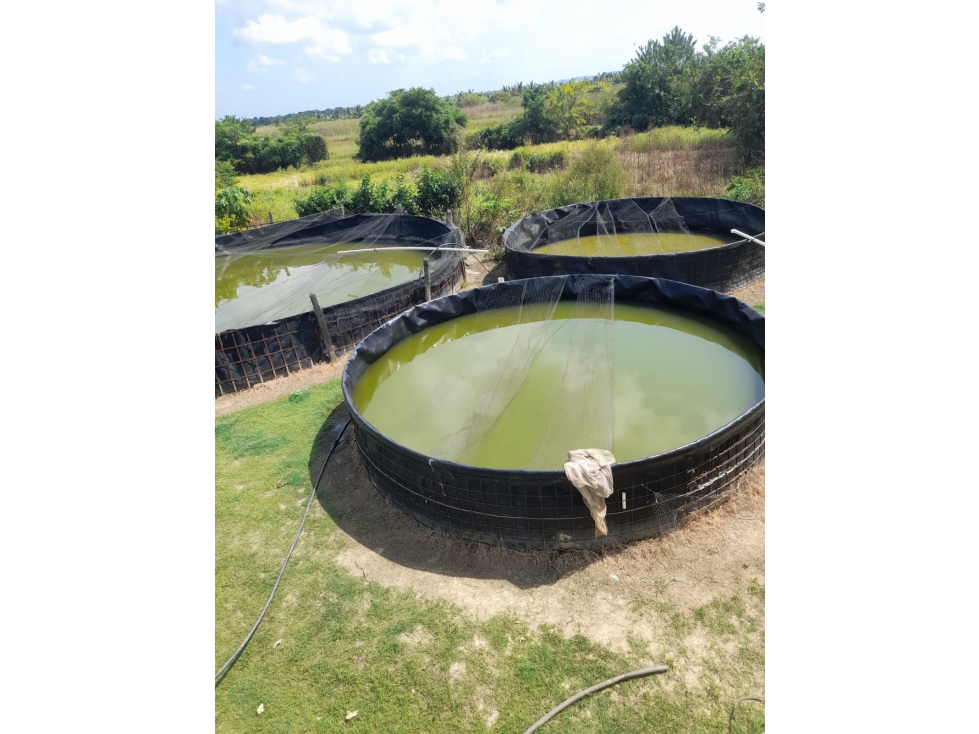 VENDO PISCÍCOLA EN LORICA VÍA A SAN BERNARDO DEL VIENTO CÓRDOBA - 5