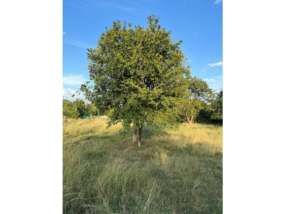 VENDO LOTES CAMPESTRES EN EL CAMPANO CERCA AL SABANAL MONTERIA CORDOBA — foto 3