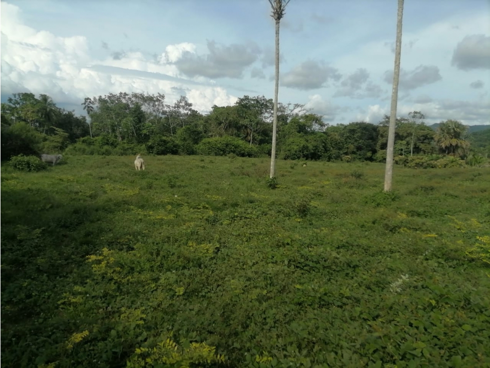 VENDO FINCA EN TIERRALTA CORDOBA COLOMBIA - 6