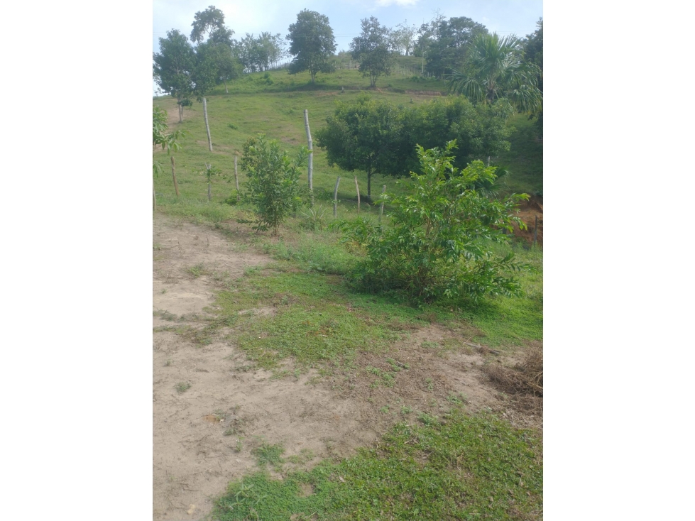 VENDO FINCA VIA A MOÑITOS MONTERIA CORDOBA — foto 3
