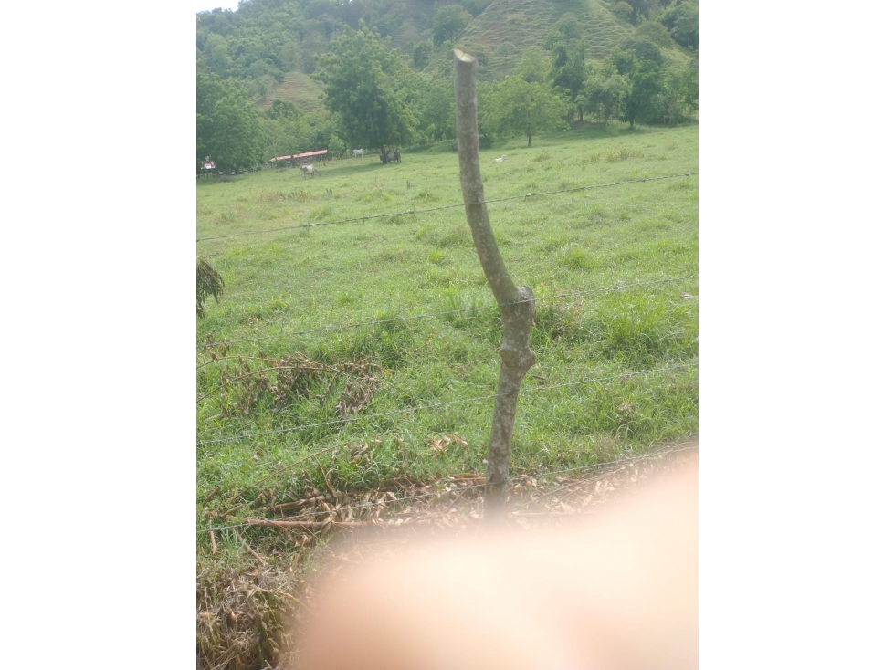 VENDO FINCA EN JARAQUIEL MONTERIA CORDOBA COLOMBIA — foto 4