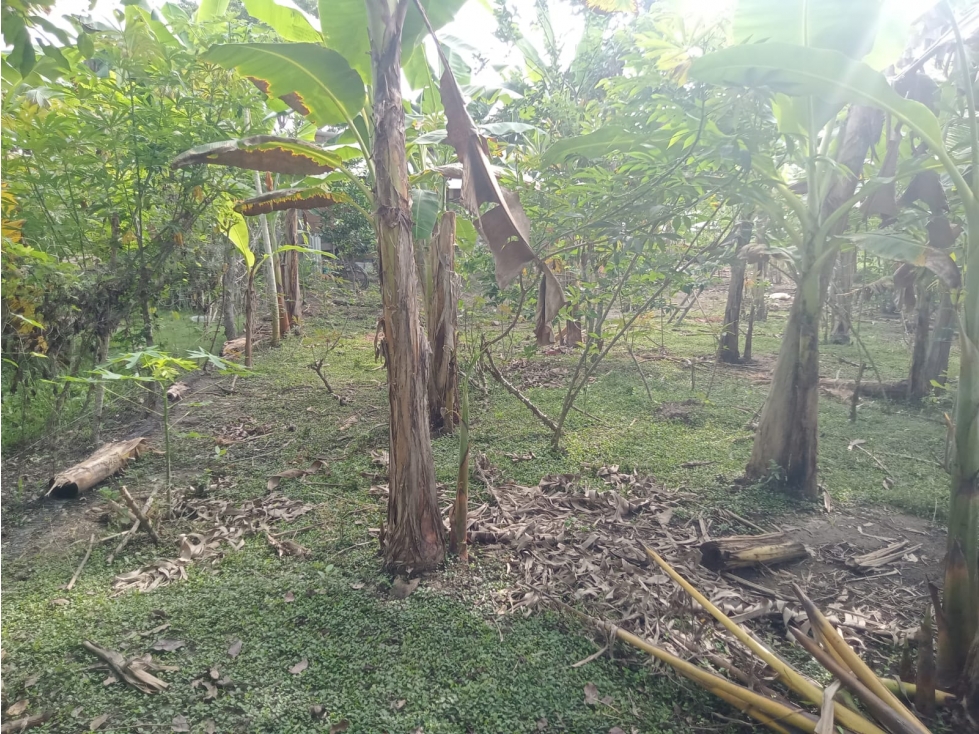 VENDO CASA CAMPESTRE EN CAÑO VIEJO LAS LAMAS MONTERIA CORDOBA — foto 3