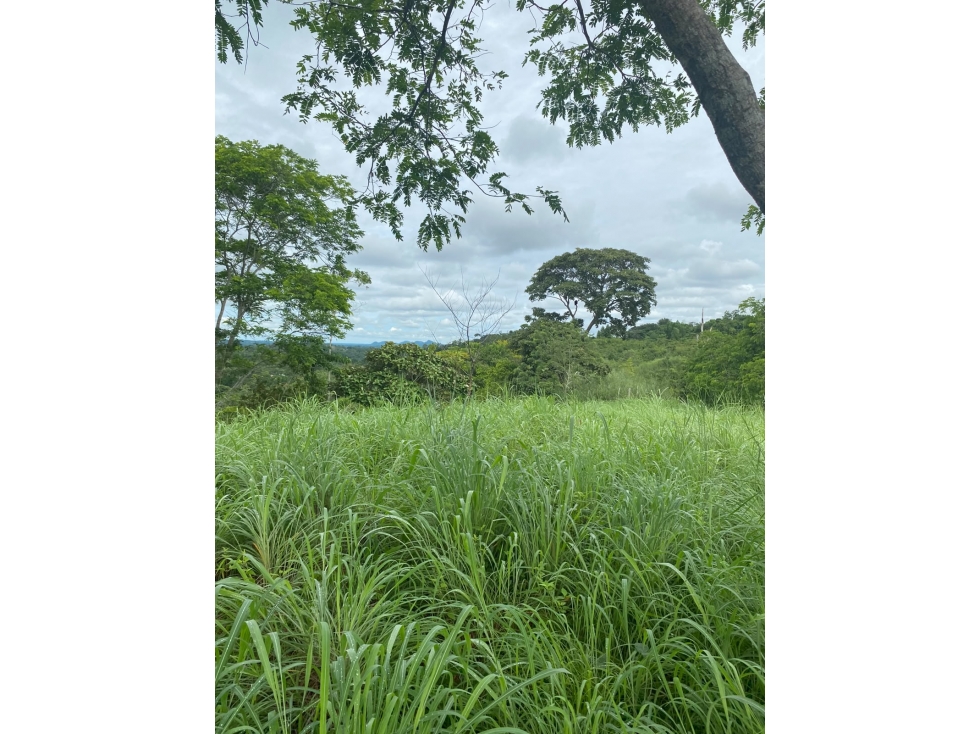 VENDO FINCA VIA MONTERIA PLANETA RICA CORDOBA — foto 2