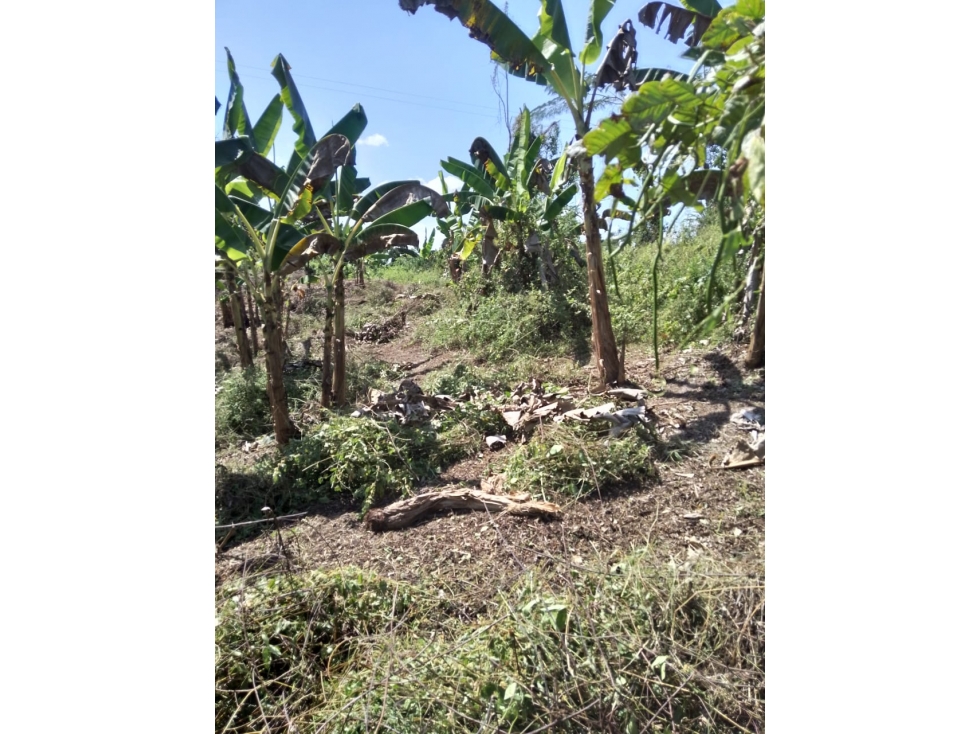 VENDO LOTE CAMPESTRE EN EL FARO 1 VIA A GUAS NEGRAS — foto 3