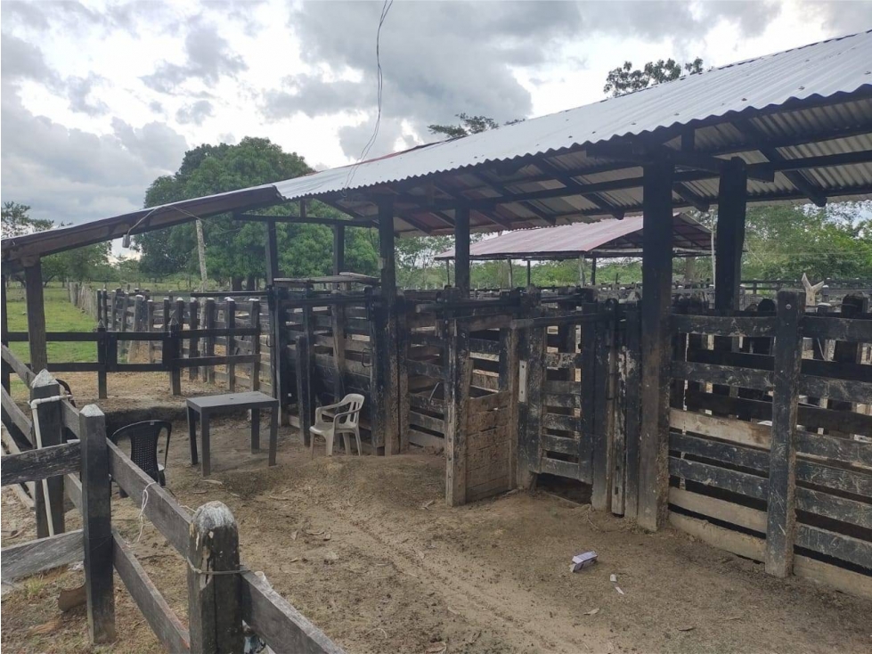 VENDO FINCA EN PUEBLO NUEVO CORDOBA COLOMBIA - 6