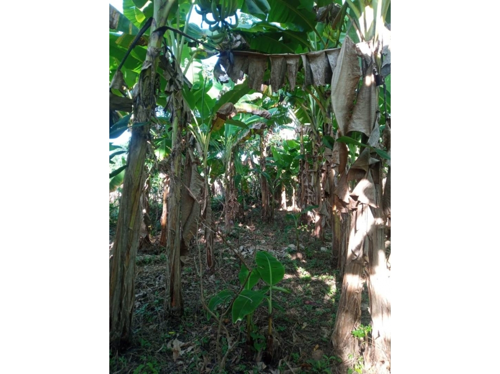 LOTE EN VENTA EN LA VIA AGUAS NEGRAS MONTERÍA CÓRDOBA COLOMBIA — foto 4