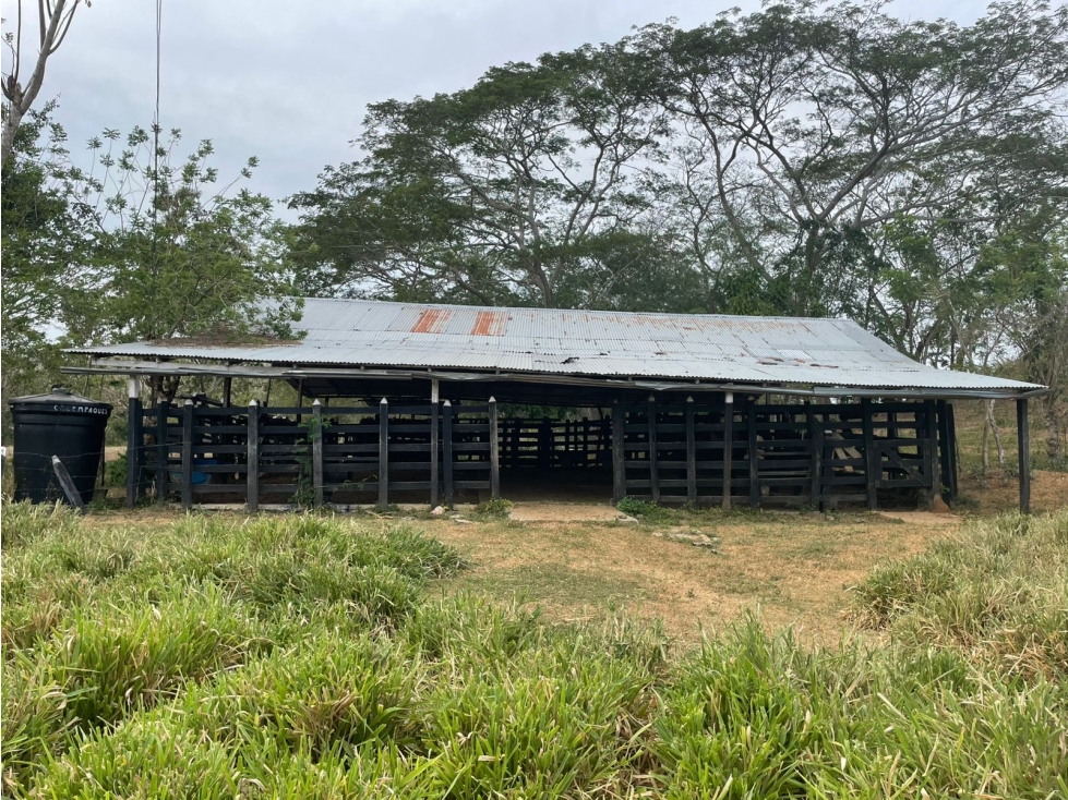 VENDO FINCA EN JARAQUIEL MONTERIA CORDOBA — foto 4