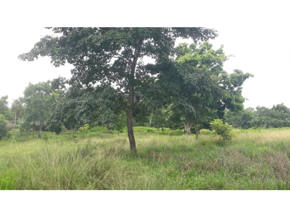 VENDO FINCA EN LA VIA A´PLANETA RICA CORDOBA — foto 4