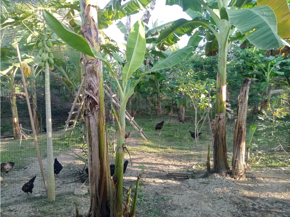 VENDO CASA CAMPESTRE EN CAÑO VIEJO LAS LAMAS MONTERIA CORDOBA — foto 4