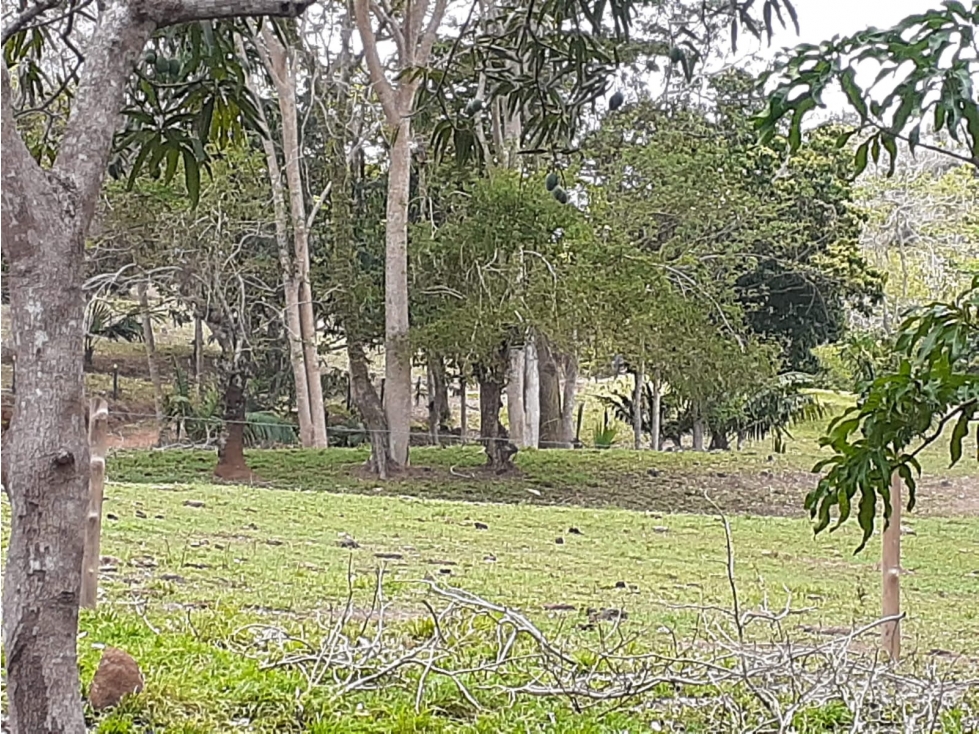 VENDO FINCA EN CIENAGA DE ORO CORDOBA - 4