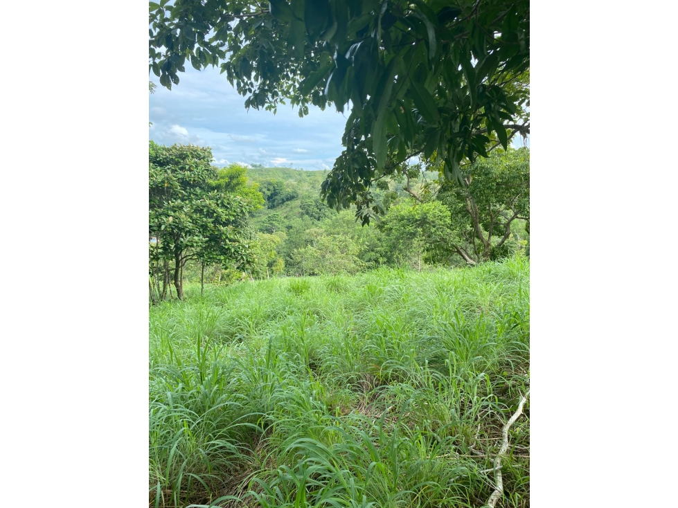 VENDO FINCA VIA MONTERIA PLANETA RICA CORDOBA — foto 3