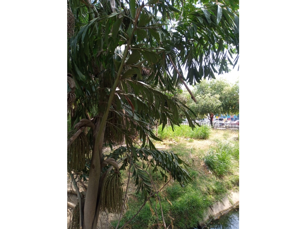 LOTE DE TERRENO DISPONIBLE PARA LA VENTA EN EL CENTRO DE MONTERIA — foto 3