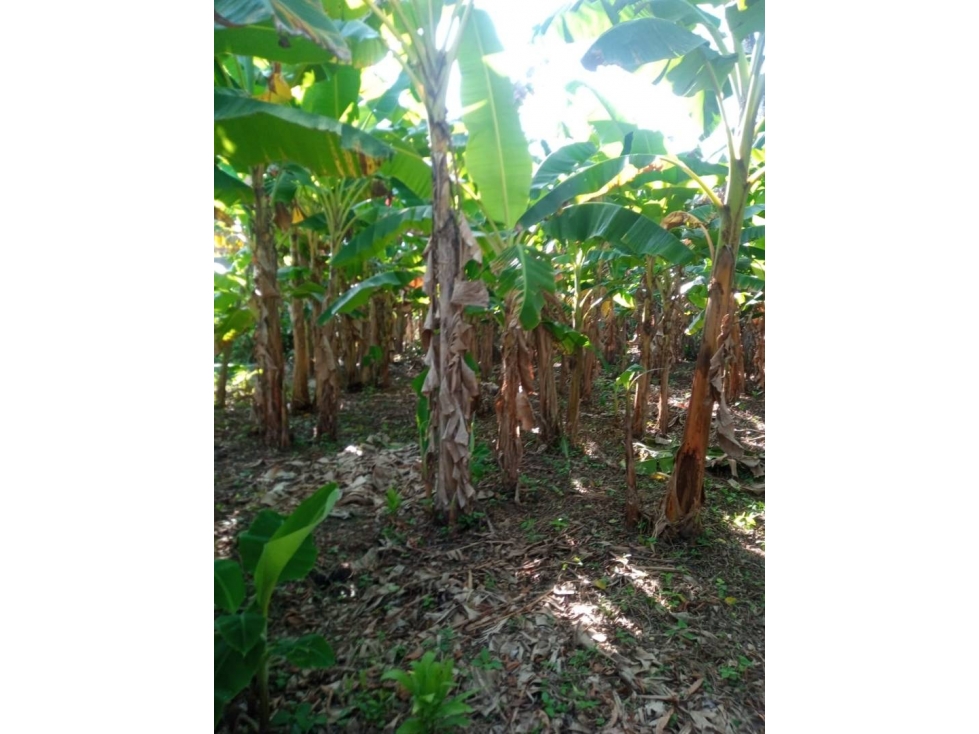 LOTE EN VENTA EN LA VIA AGUAS NEGRAS MONTERÍA CÓRDOBA COLOMBIA — foto 5