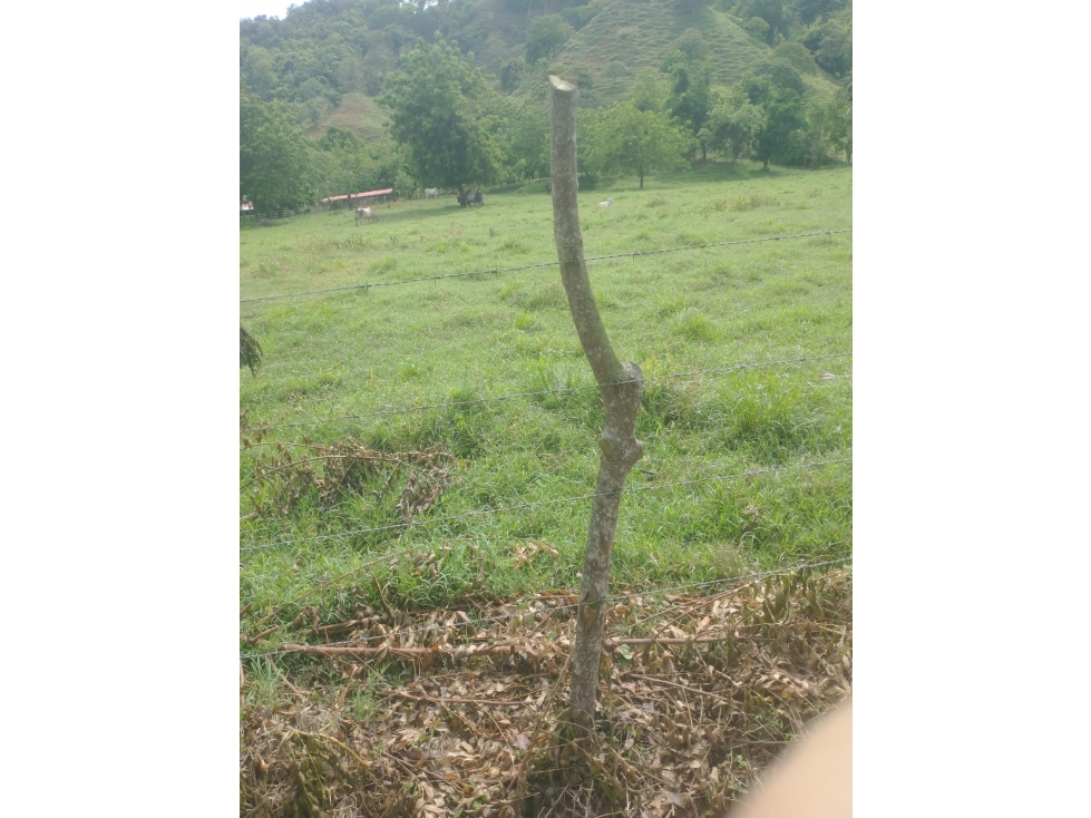 VENDO FINCA EN JARAQUIEL MONTERIA CORDOBA COLOMBIA — foto 6