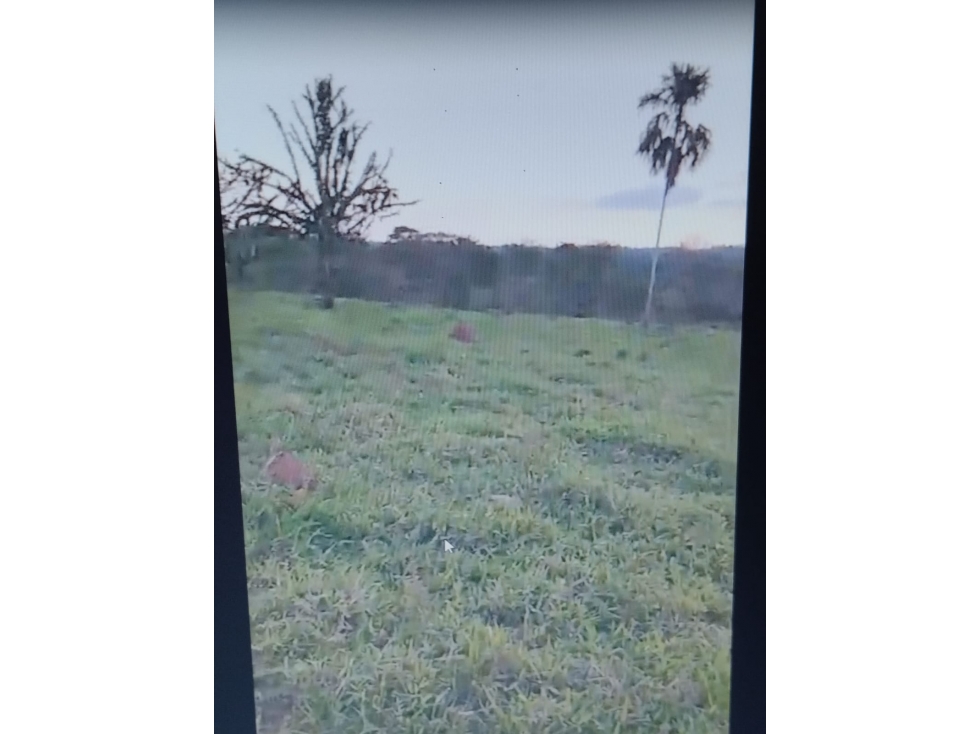 VENDO FINCA ENTRE SAN CARLOS Y CARRIZAL CORDOBA — foto 3