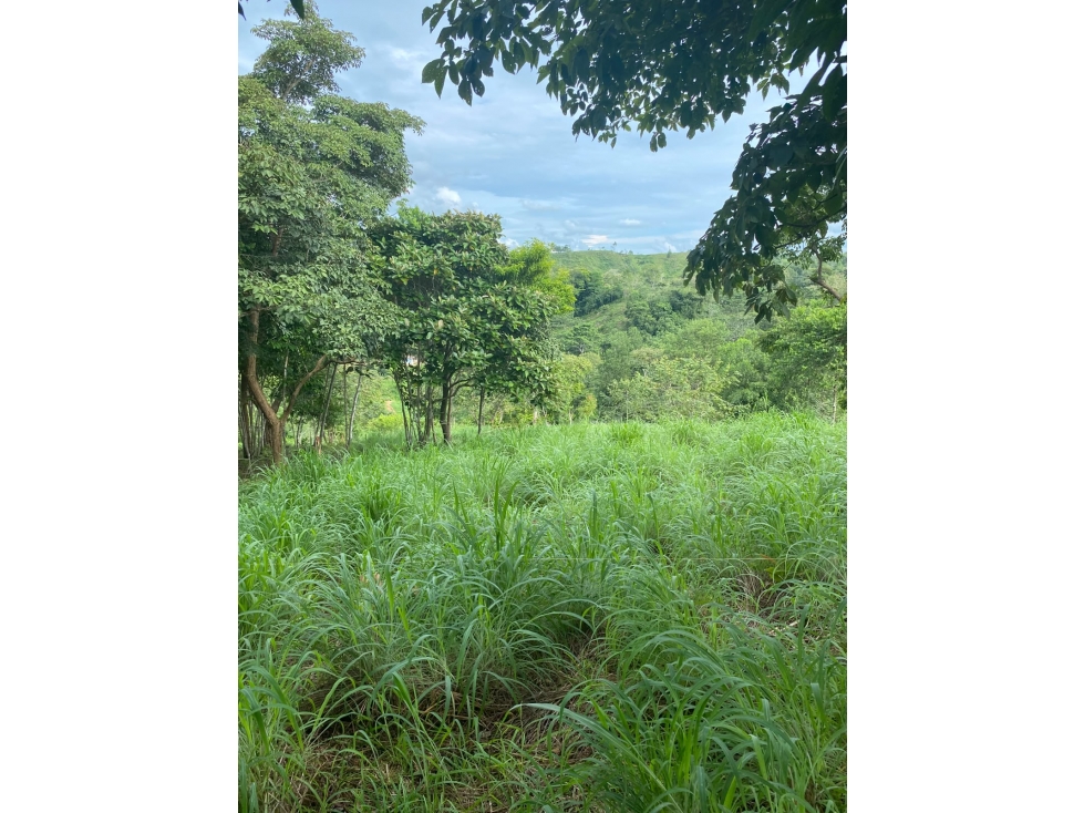 VENDO FINCA VIA MONTERIA PLANETA RICA CORDOBA — foto 4