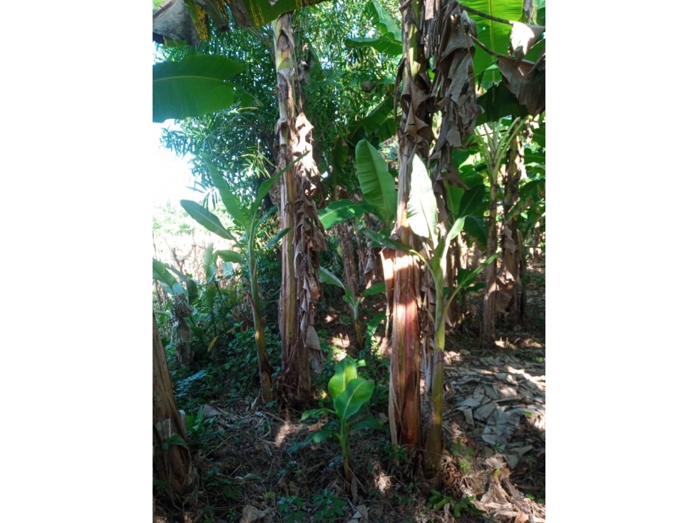 LOTE EN VENTA EN LA VIA AGUAS NEGRAS MONTERÍA CÓRDOBA COLOMBIA — foto 6