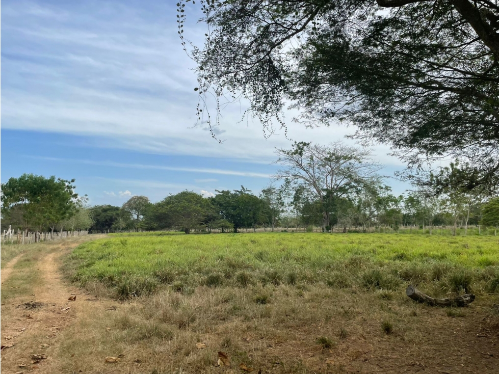 VENDO FINCA EN JARAQUIEL MONTERIA CORDOBA — foto 6