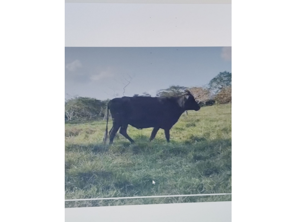 VENDO FINCA VIA MONTERIA PLANETA RICA KILOMETRO 32 — foto 4