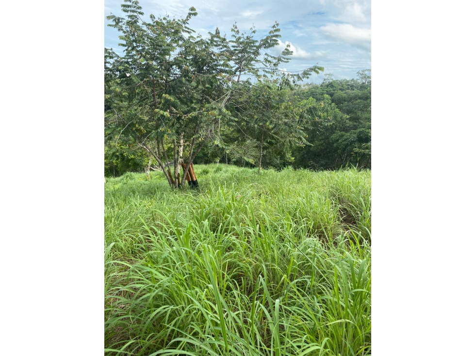 VENDO FINCA VIA MONTERIA PLANETA RICA CORDOBA — foto 5