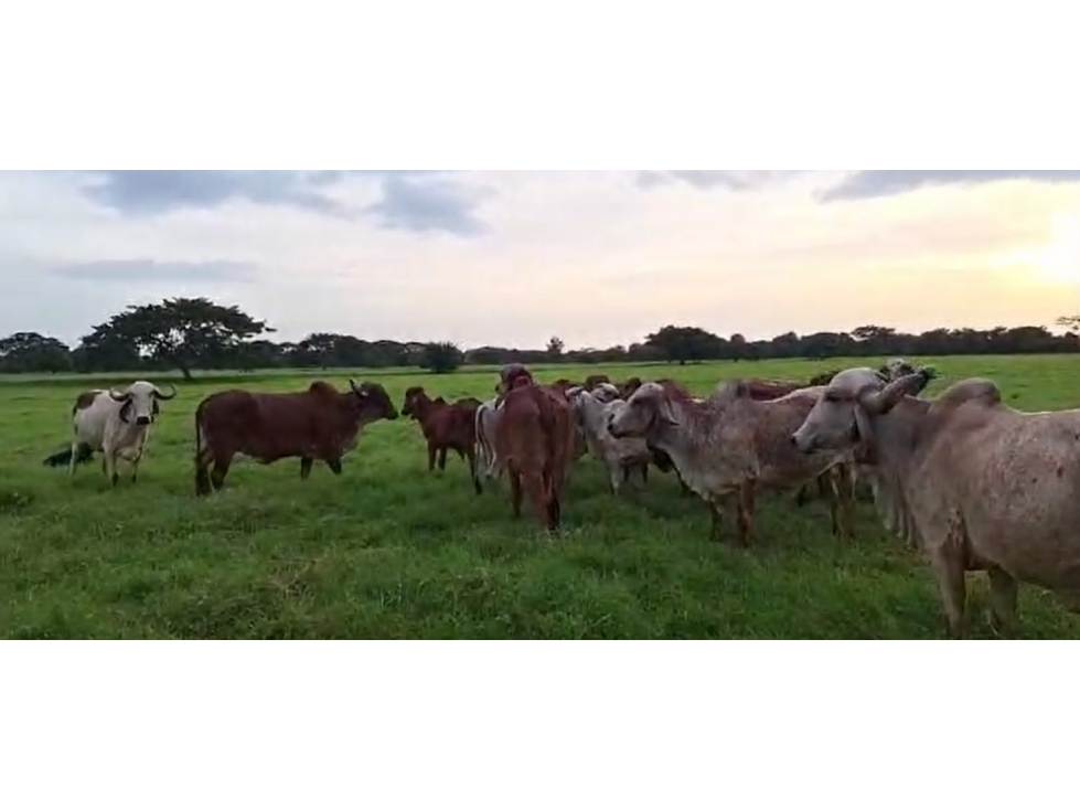 VENDO FINCA GANADERA EN PUNTA DE YANEZ CIENAGA DE ORO CORDOBA - 1