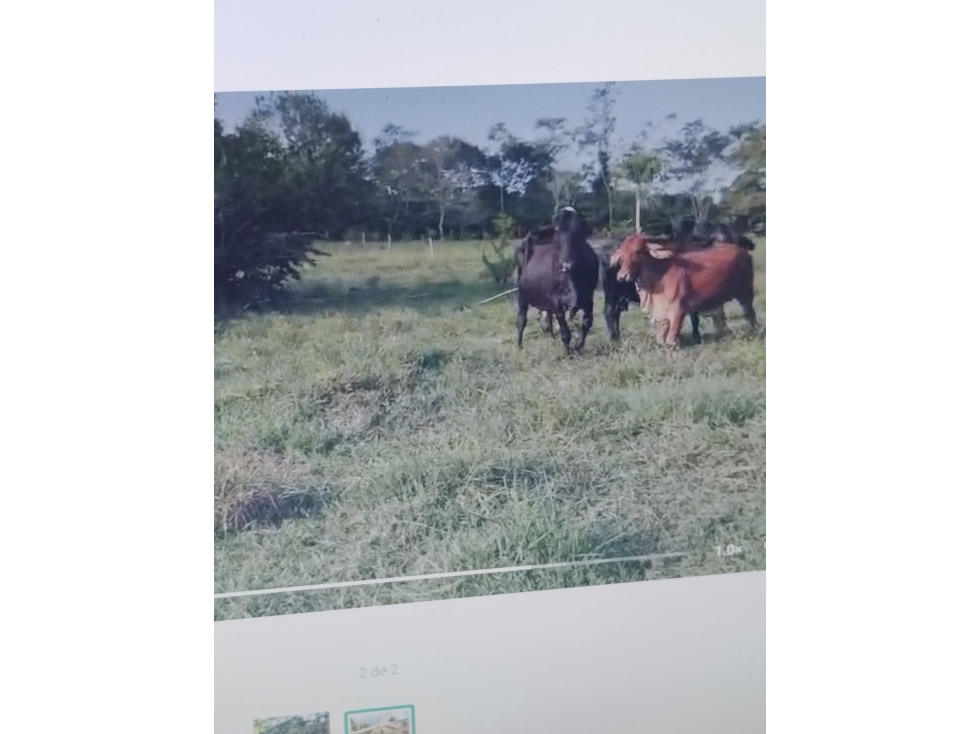 VENDO FINCA VIA MONTERIA PLANETA RICA KILOMETRO 32 — foto 2