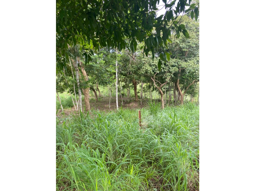 VENDO FINCA VIA MONTERIA PLANETA RICA CORDOBA — foto 6