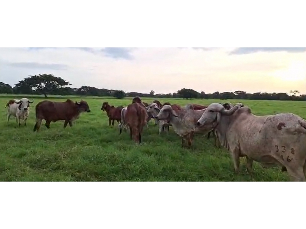 VENDO FINCA GANADERA EN PUNTA DE YANEZ CIENAGA DE ORO CORDOBA - 2