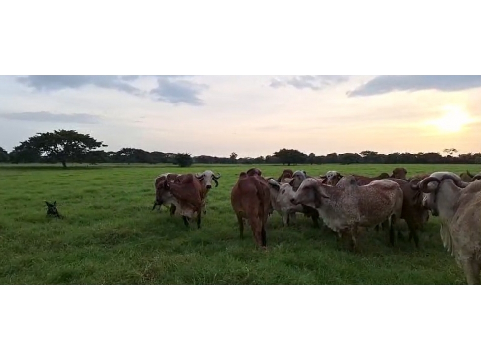 VENDO FINCA GANADERA EN PUNTA DE YANEZ CIENAGA DE ORO CORDOBA - 3