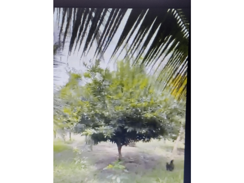 VENDO FINCA VIA MONTERIA PLANETA RICA CORDOBA SECTOR GUACHARACAL — foto 4