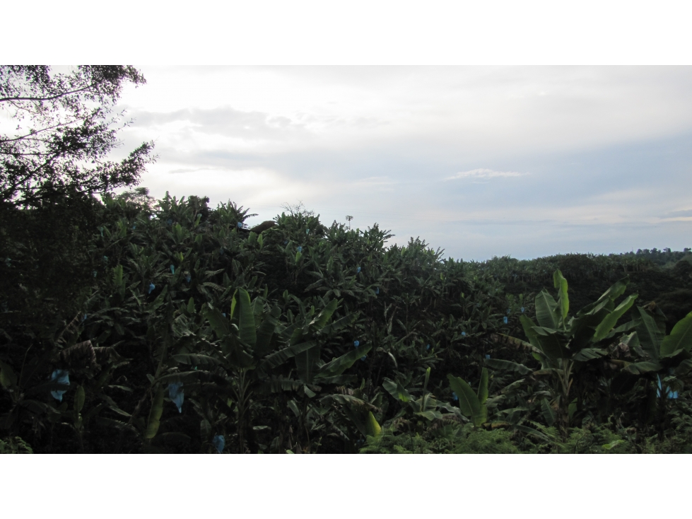 Extraordinaria y productiva finca cafetera en Filandia - 4