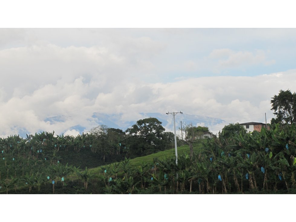 Extraordinaria y productiva finca cafetera en Filandia - 5