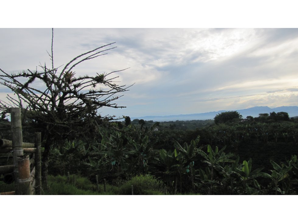 Extraordinaria y productiva finca cafetera en Filandia - 6