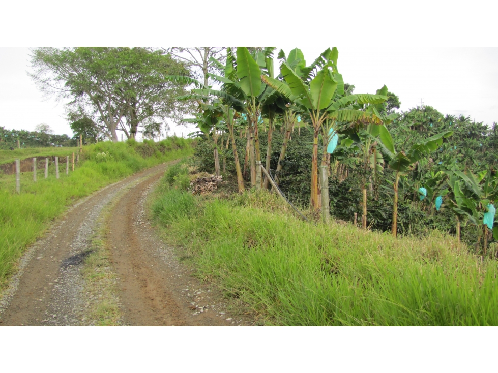 Extraordinaria y productiva finca cafetera en Filandia - 2