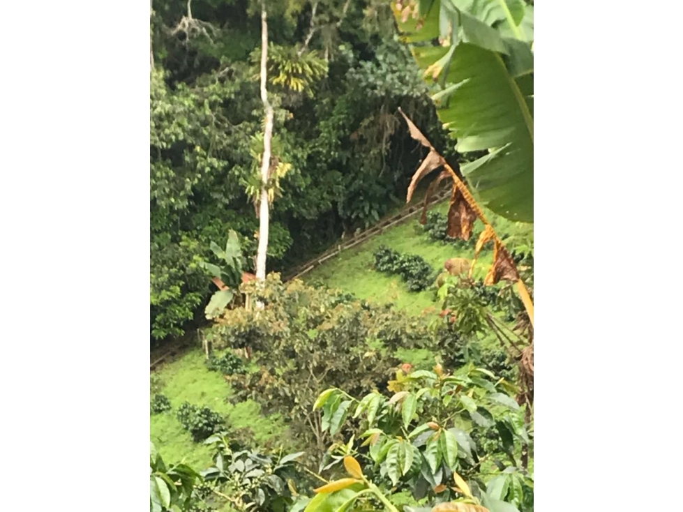FINCA - 5