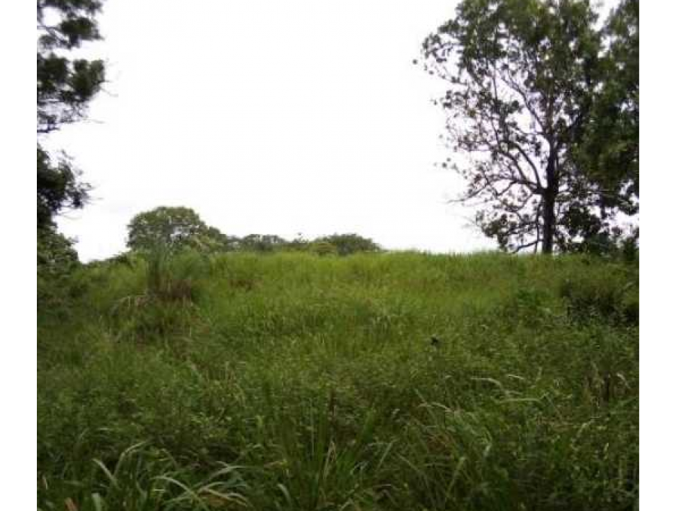 FINCA EN CHEPO CABECERA 78 HECTAREAS POR PUERTO COQUIRA TITULADA - 1