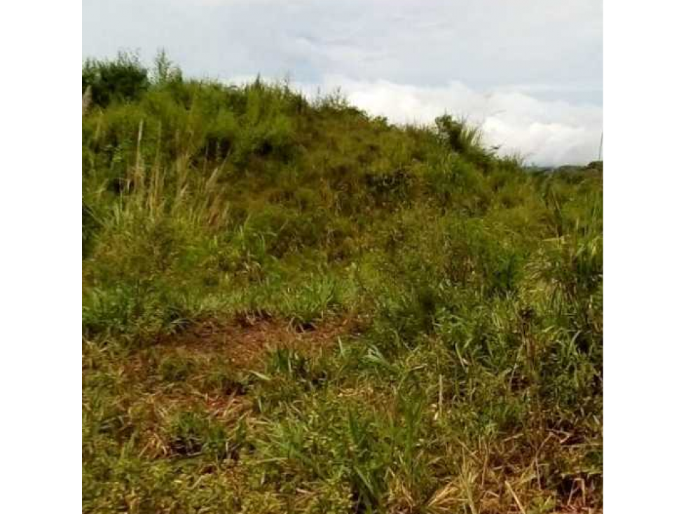 FINCA EN CHEPO CABECERA 78 HECTAREAS POR PUERTO COQUIRA TITULADA - 4