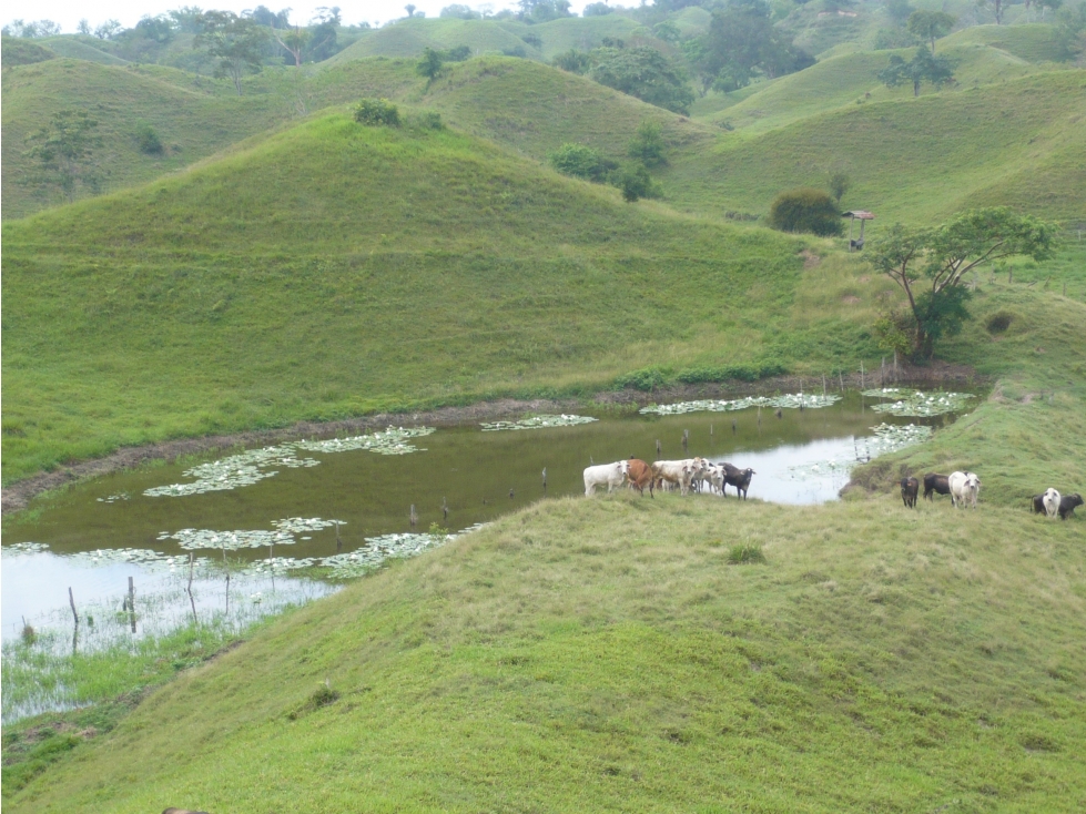 SE VENDE FINCA MUNICIPIO DE PUERTO BOYACA . - 6