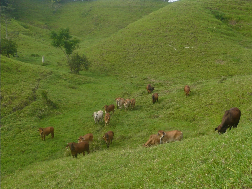 SE VENDE FINCA MUNICIPIO DE PUERTO BOYACA . - 4