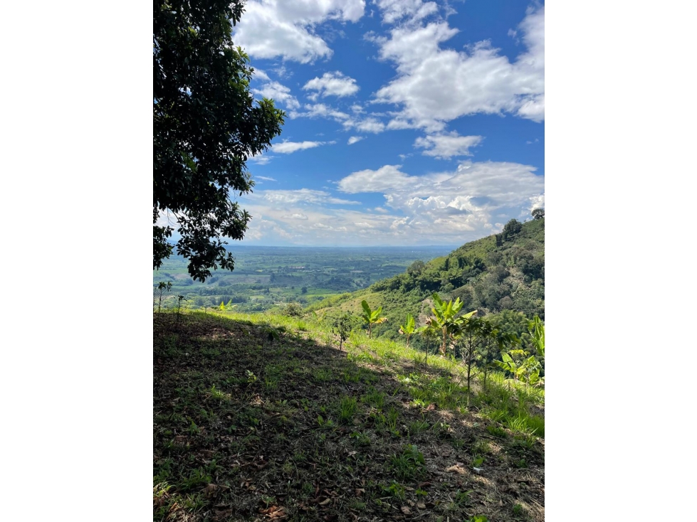 Se vende finca en el municipio de Buenavista Quindio Vereda Los Balsos - 2