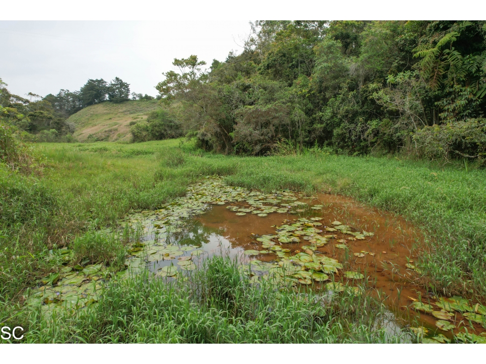 FINCA EN EL CARMEN DE VIBORAL, 11.500M2, — foto 4