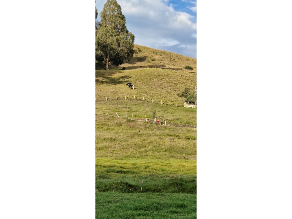 VENCAMBIO FINCA LA APRETEL, SAN PEDRO DE LOS MILAGROS, ANTIOQUIA — foto 3