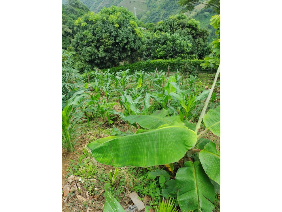 VENTA FINCA CON DOS CASAS, SOPETRAN — foto 2